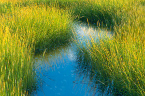 Homepage-tile-Projects-that-help-save-the-Cape_SaltMarsh_credit_Farley_Lewis