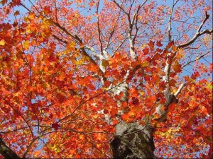 Protecting_Land_Forever_webpage_red_maple_Farley_Lewis